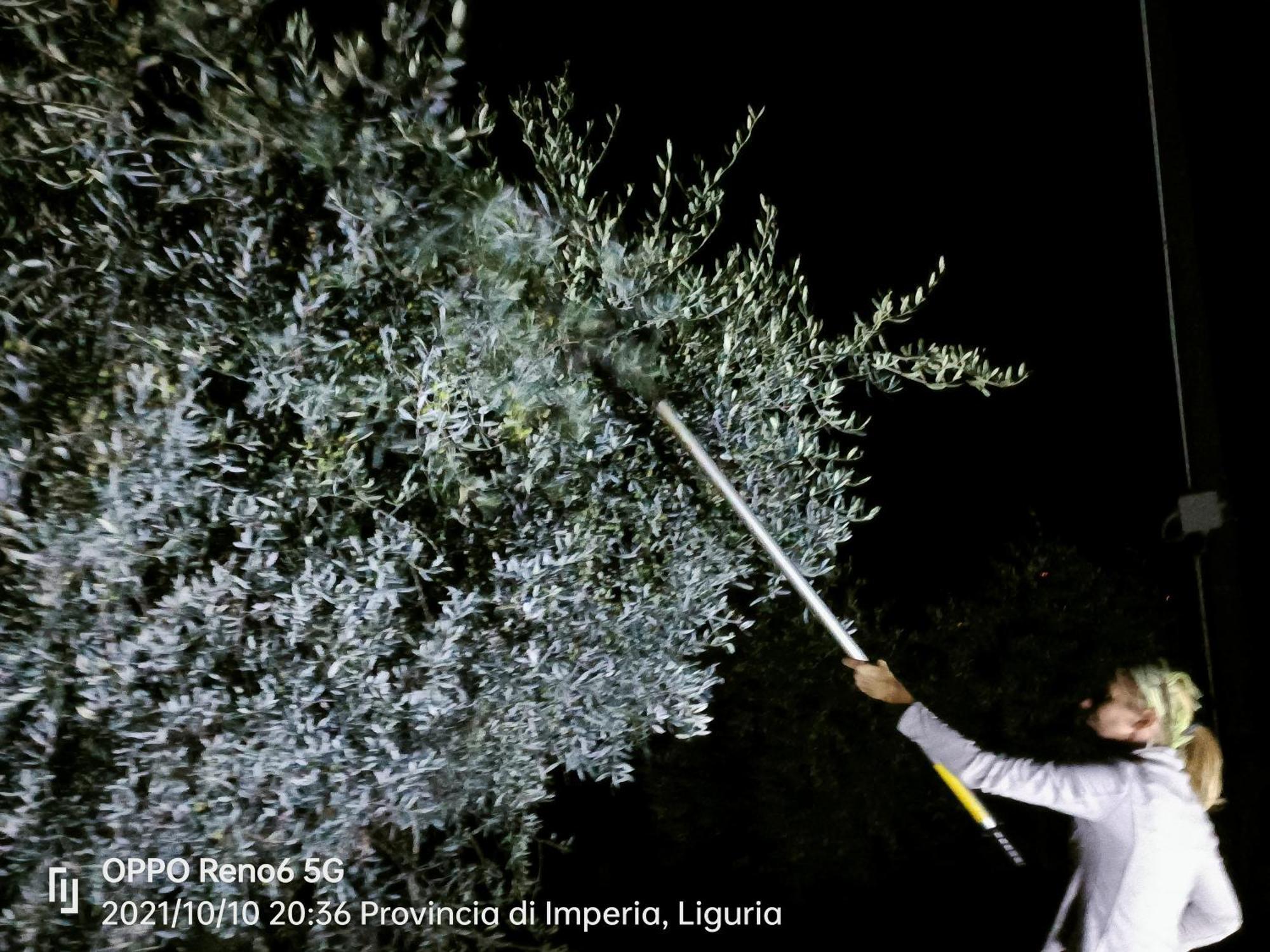 Monaci Templari Agroturismo *